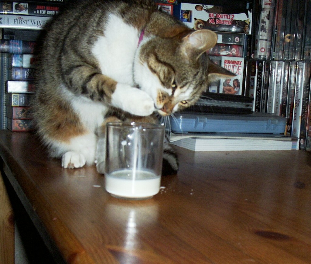 Should Cats Drink Milk? - Cat Fur In My Coffee